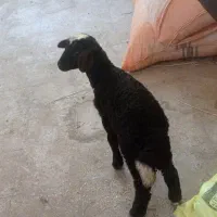 میش افشار نیمه لخت با بره نر