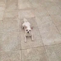 سگ شیتزوباهوش