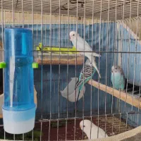 فروش 15عدد مرغ عشق