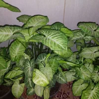 گل سینگیونیوم