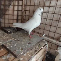 کفتر|پرنده|فولادشهر, B2|دیوار