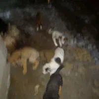 توله|سگ|مشهد, سازمان آب|دیوار