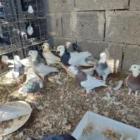 کبوتر زاغ.با طوقی