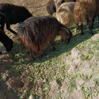 گوسفند بز|حیوانات مزرعه|باسمنج, |دیوار