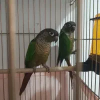 گرینچیک.معاوضه باملنگو. راهب وگرینچیک رنگ دیگر