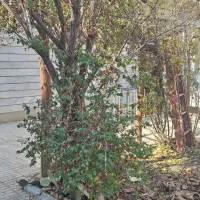 200متر-بزرگراه-خیام-منزل-مسکونی-بازسازی-شده