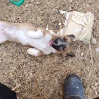 سگ پاکوتاه فروشی معاوضه هم دارم|سگ|طبس, |دیوار