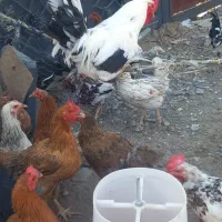 مرغ و خروس محلی تخم گذار