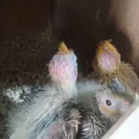 عروس.کوتوله .مرغ عشق.فنچ.سیمرغ