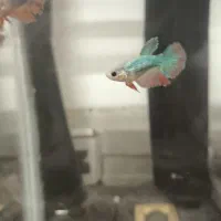 ۱۷ عدد ماهی فایتر معاوضه