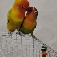 یه جفت طوطی برزیلی