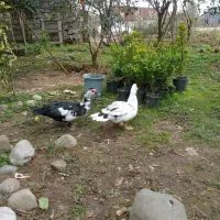 اردک اسرائیلی|حیوانات مزرعه|املش, |دیوار