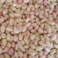 پسته تازه درجه یک خراسان زیر قیمت بازار