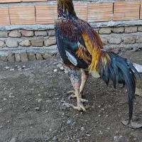 خروس لاری اوشامو|حیوانات مزرعه|فاضل آباد, |دیوار