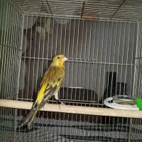 سهره قناری