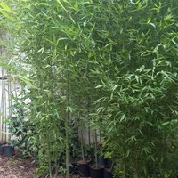 خیزران ( بامبو)|خدمات باغبانی و درختکاری|تهران, بازار|دیوار