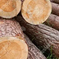 خرید فروش انواع چوب ذغالی