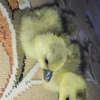 غاز|حیوانات مزرعه|ایرانشهر, |دیوار