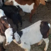 بزغاله|حیوانات مزرعه|نیشابور, ریوند|دیوار