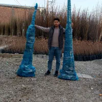 نهالفروشی نوین نهال ارسال تمام شهرها