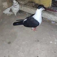 کفتر افغانی|پرنده|کاشان, گریه|دیوار