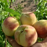 هرس درخت|خدمات باغبانی و درختکاری|خرمآباد, |دیوار