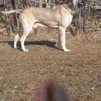 سگ عراق و سراب