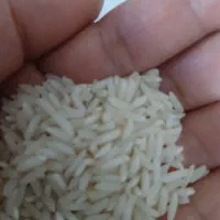 برنج طارم هاشمی بدون ذره ای قاطی به شرط|خوردنی و آشامیدنی|آمل, |دیوار