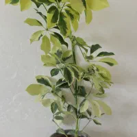 شفلرا، زامیفولیا، سانسوریا سیلور