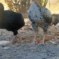 خروس ماکیان|حیوانات مزرعه|سراوان, |دیوار