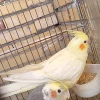 عروس هلندی|پرنده|سیرجان, |دیوار