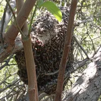 عسل محلی زنبور ریز|خوردنی و آشامیدنی|مهر, |دیوار