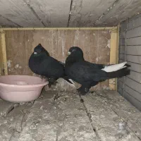 نرماده دمسفید