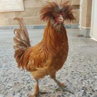 مرغ و خروس سلطان|حیوانات مزرعه|شیراز, وحدت|دیوار