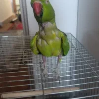 طوطی ماده|پرنده|بندر ماهشهر, |دیوار