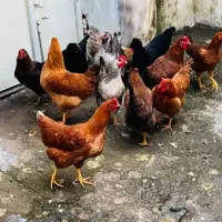 مرغ جوان
