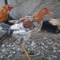 مرغ و  خروس|حیوانات مزرعه|زاهدان, |دیوار