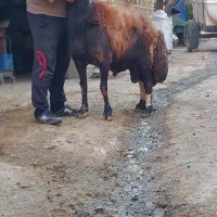 قوچ پلنگی|حیوانات مزرعه|ملایر, |دیوار