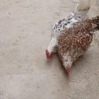 نژاد گلین لری مرغ نزدیک به تخم و خروس زیبا