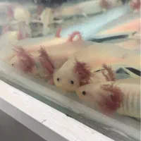 ماهی اکواریوم ماهی خندان|ماهی|تهران, سعیدآباد|دیوار