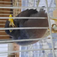 مرغ مینا ۷ ماهه