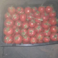 گوجه