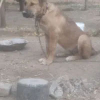 توله سگ سراب|سگ|شازند, |دیوار