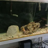 آکواریم|ماهی|قدس, شهر‌قدس|دیوار