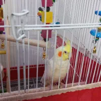 عروس هلندی ۲ ماهه