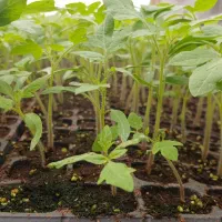 نیرو ی کار گلخانه