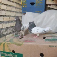 ماده سینه ای و کله ای|پرنده|بهبهان, |دیوار