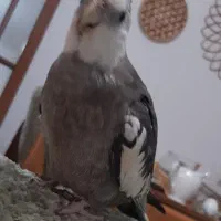 عروس هلندی گمشده