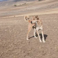 سگ سراب|سگ|خوی, |دیوار