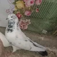 کفتر کله چیل نر